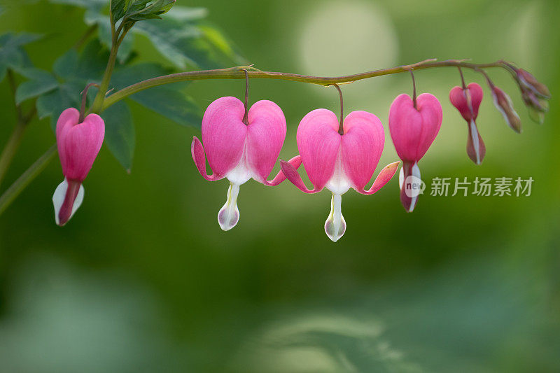 Lamprocapnos spectabilis，红色的流血的心